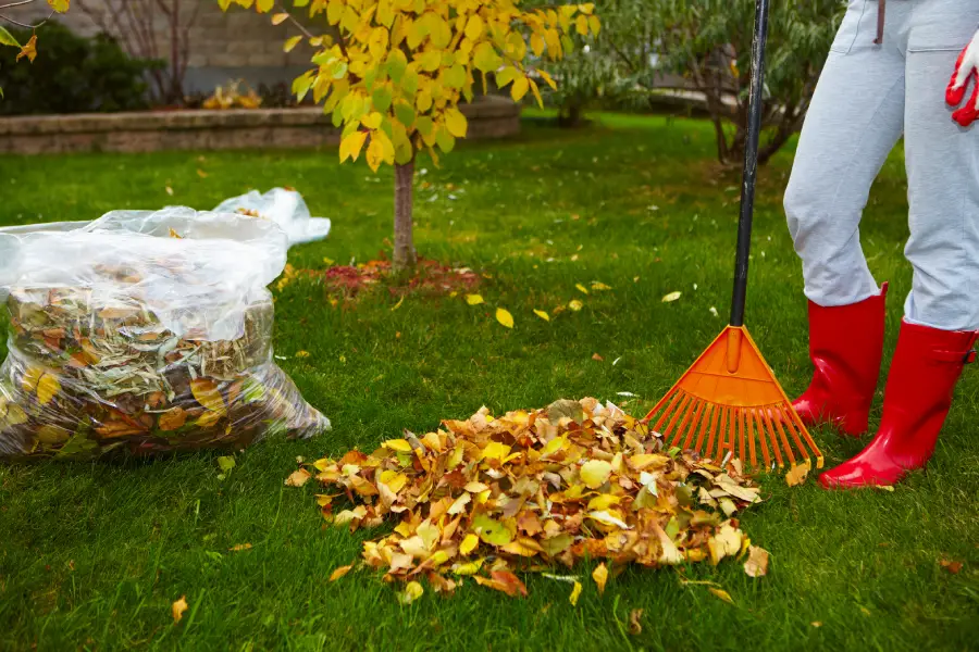 Experienced Yard Cleanup Hephzibah, GA