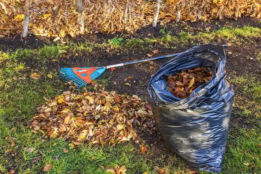 Professional Yard Cleanup Hephzibah, GA