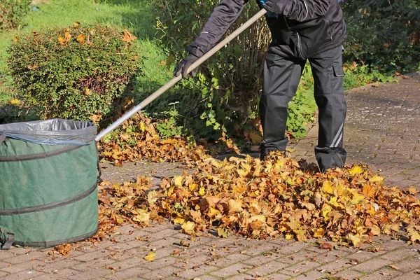 Yard Cleanup